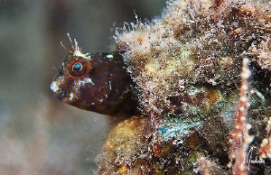Checking all the surroundings, this little Seaweed Blenni... by Steven Anderson 